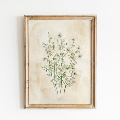 Matricaria chamomilla L Chamomile Vintage Archival Print