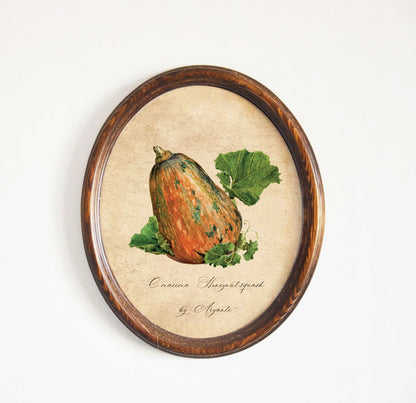 Honeynut Pumpkin Vintage Print With Oval Pine Frame