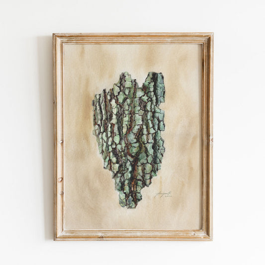 Quercus Oak Bark Vintage Archival Print