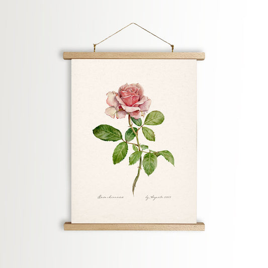 Rosa Chinensis Vintage Canvas A4 Poster With Frame