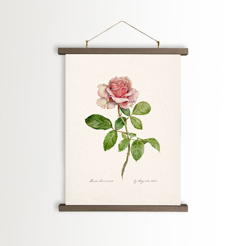 Rosa Chinensis Vintage Canvas A4 Poster With Frame