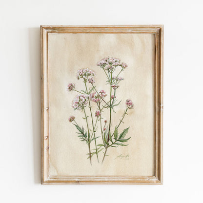 Valeriana officinalis Vintage Archival Print