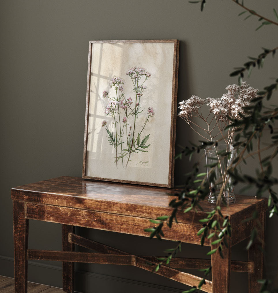 Valeriana officinalis Vintage Archival Print