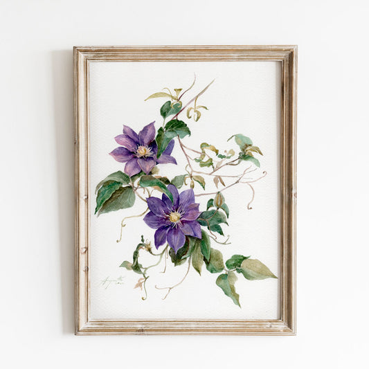 Royal Violet Clematis