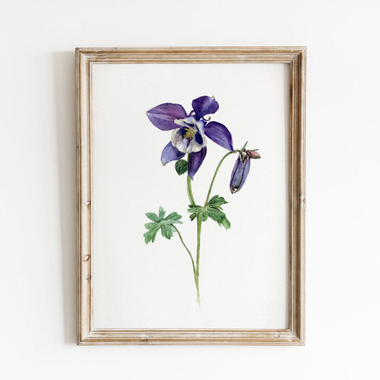 Columbine's Gracefulness Print