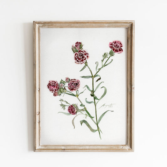 Dianthus Print