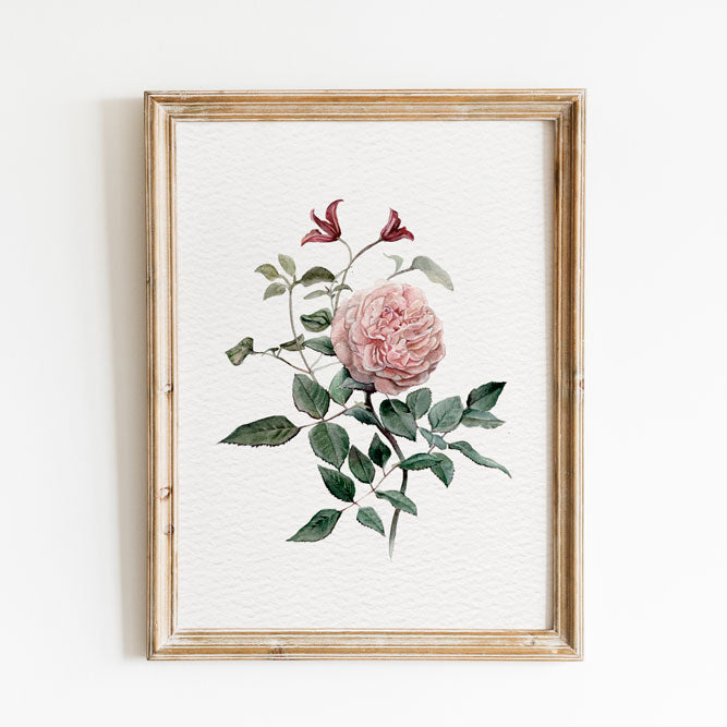 Vintage Rose Print